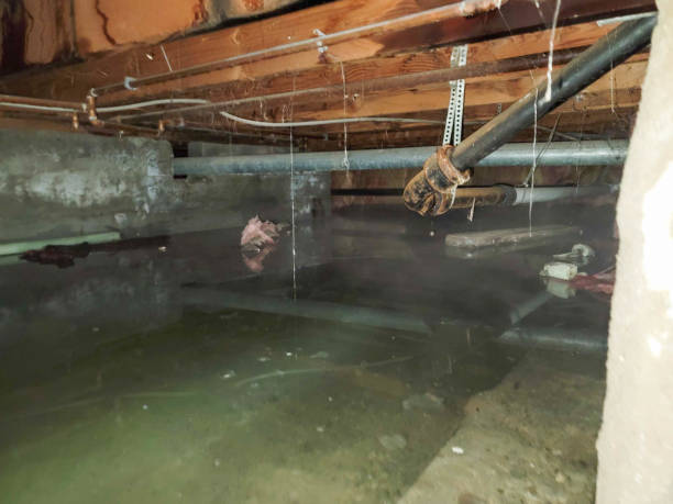 Best Mold removal after water damage  in Maysville, OK