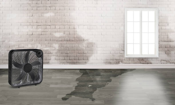 Best Professional water damage repair  in Maysville, OK